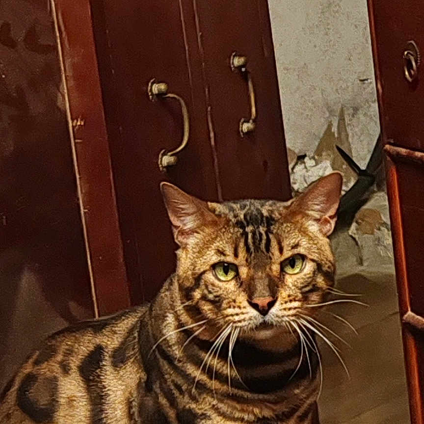 Tazz