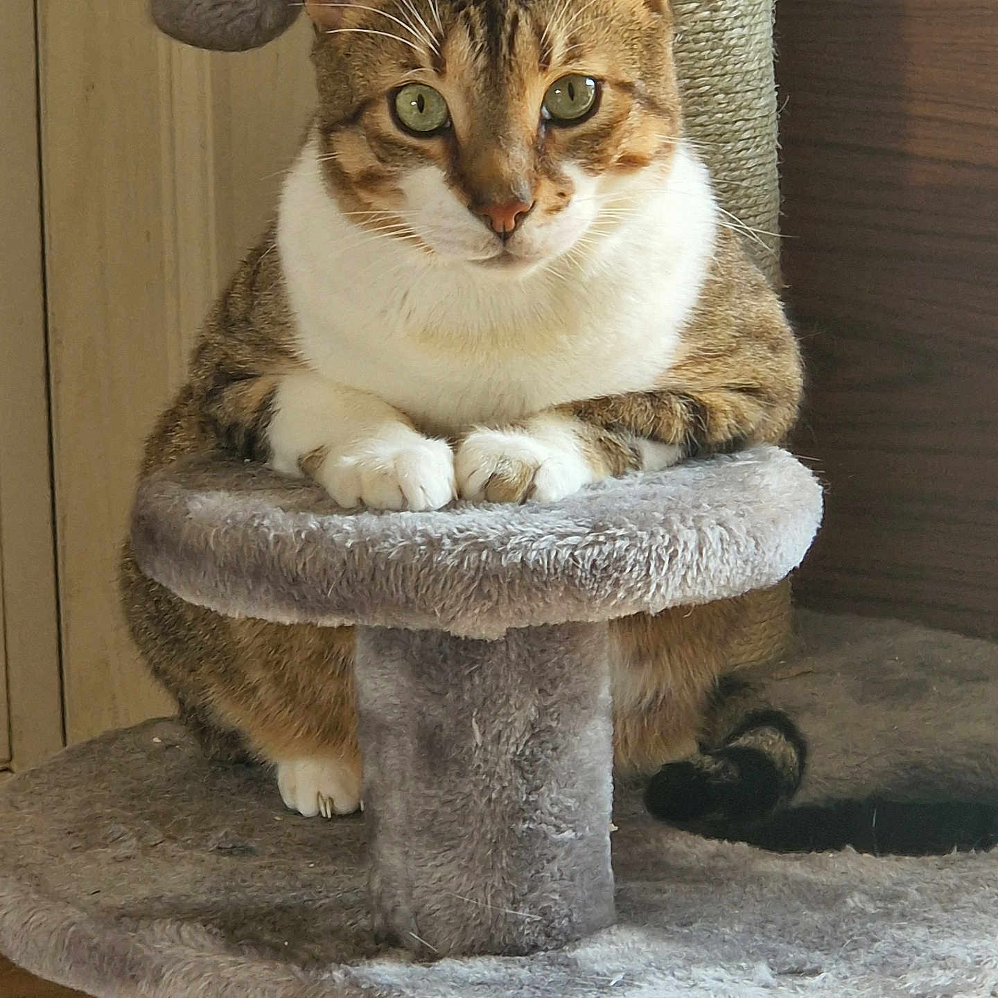Raichu joined the competition — help win amazing prizes! abyssinian, angora, animal, archaeology, barstool, canine, cat, chair, cushion, dog, egyptiancat, furniture, homedecor, hound, kitten, manx, pet, siamese, slate, wood