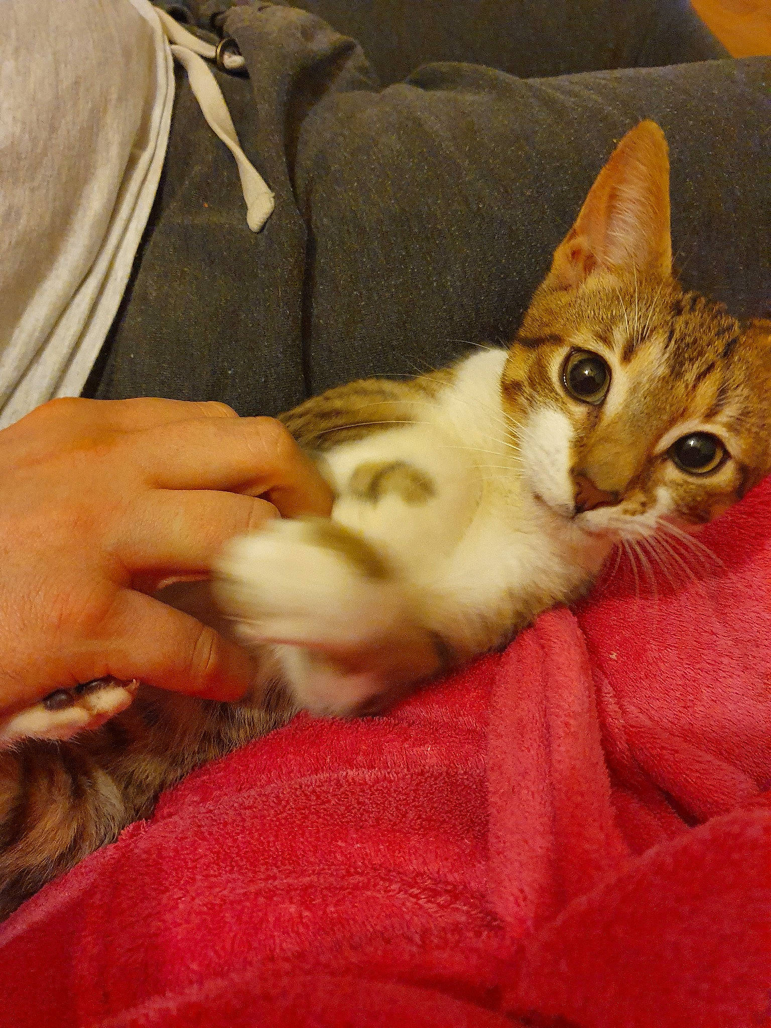 Raichu joined the competition — help win amazing prizes! aegean_cat, american_wirehair, arabian_mau, asian, australian_mist, carnivore, cat, claw, domestic_short_haired_cat, european_shorthair, fawn, felidae, fur, german_rex, kitten, mammal, singapura, small_to_medium_sized_cats, tabby_cat, whiskers