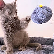 Atlas joined the competition — help win amazing prizes! kitten, gray_cat, playful, cat_toy, fuzzy, pet, indoor, scratching_post, paw, fur, cute, animal, young_cat, pet_toy, cozy, feline, soft_texture, curious, whiskers, claw