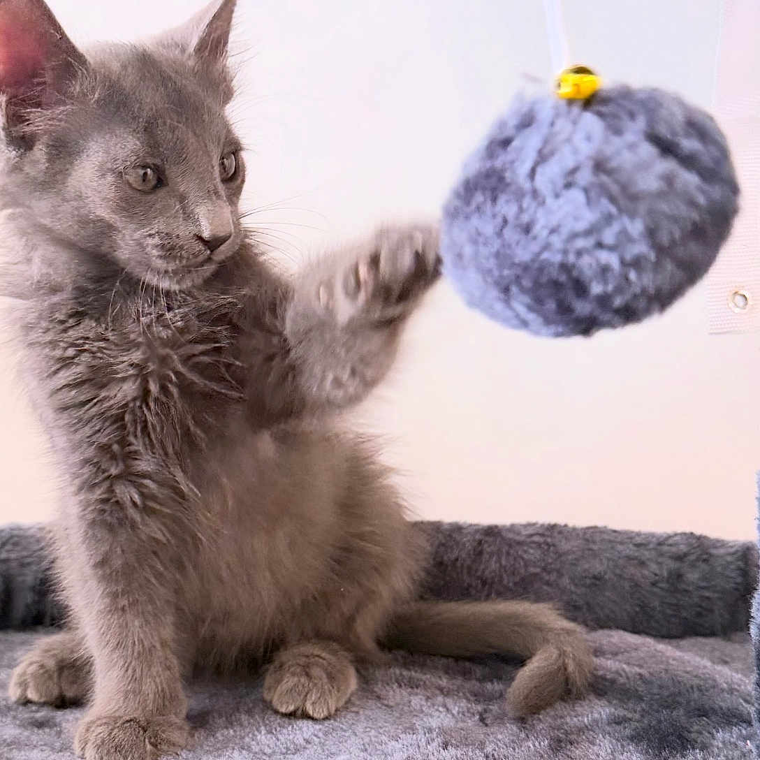 Atlas joined the competition — help win amazing prizes! kitten, gray_cat, playful, cat_toy, fuzzy, pet, indoor, scratching_post, paw, fur, cute, animal, young_cat, pet_toy, cozy, feline, soft_texture, curious, whiskers, claw