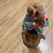 Zeus joined the competition — help win amazing prizes! dog, costume, buzz_lightyear, brown, curly_fur, looking_up, wooden_floor, pet, indoor, cute, playful, animal, canine, fur, adorable, portrait, sitting, toy_story, clothing, dress_up