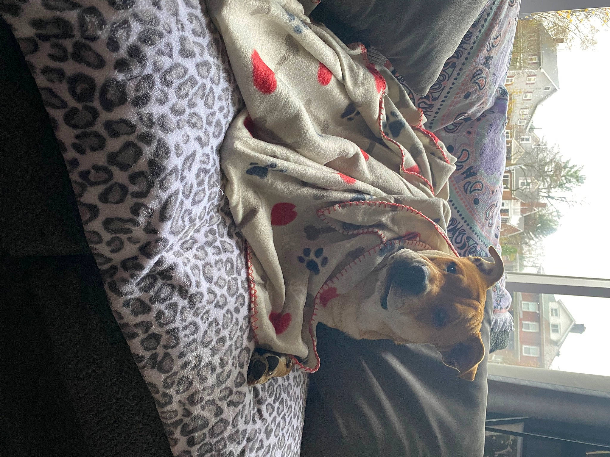 Simba is registered to the contest to win money with this photo: jacket, jeans, leg, pattern, plant, textile, tree, weimaraner