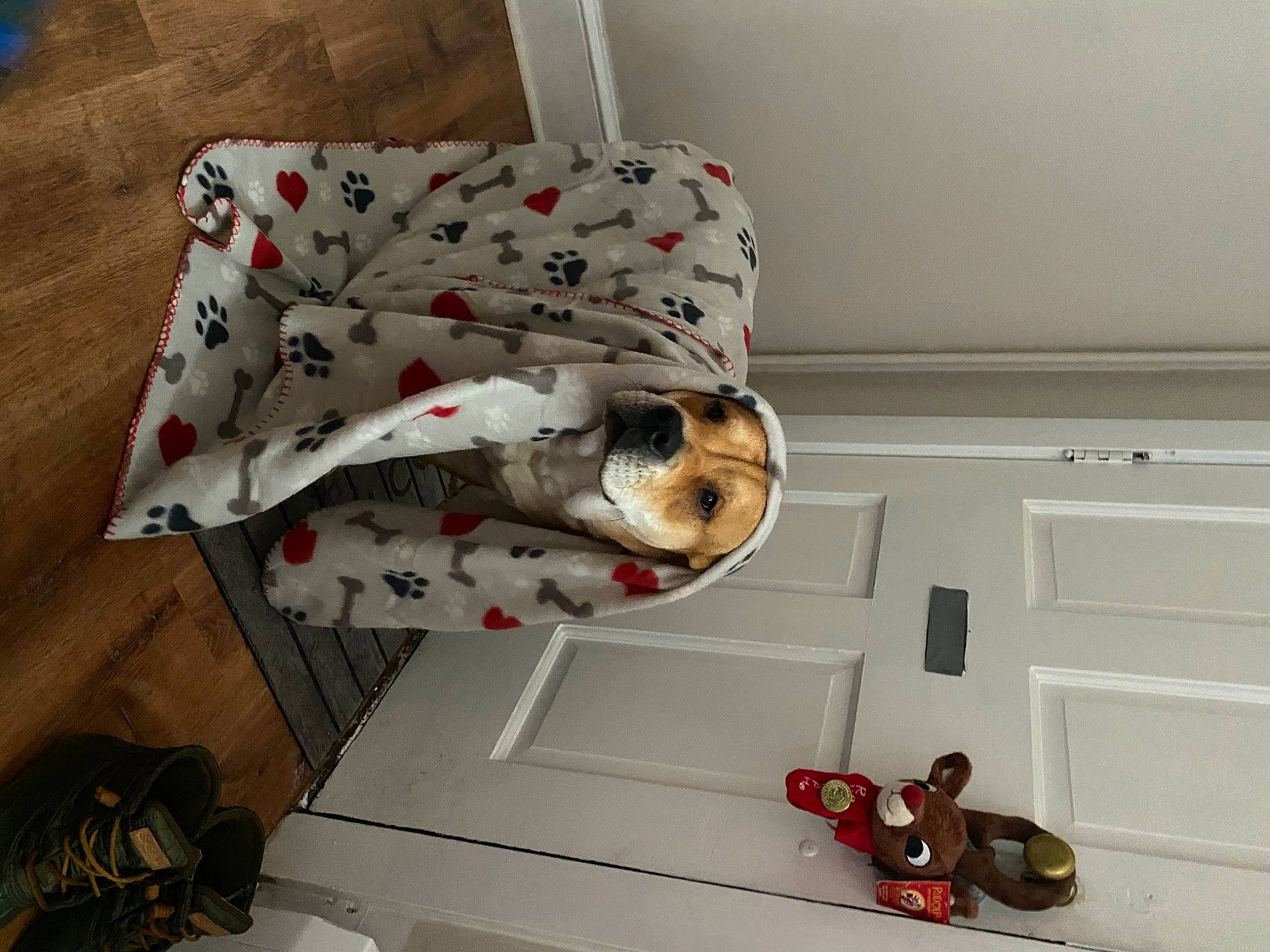 Simba joined the competition — help win amazing prizes! canidae, carnivore, cat, dachshund, felidae