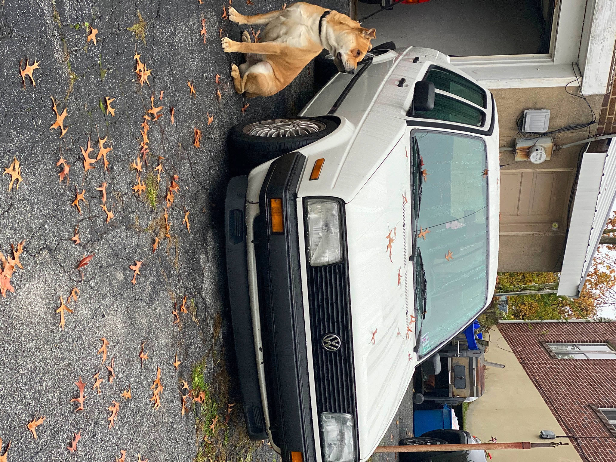 Simba joined the competition — help win amazing prizes! car, city_car, family_car, hatchback, minivan, vehicle, vehicle_door