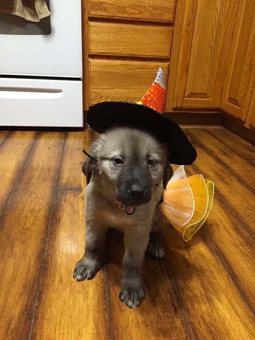 Scarlett Rose joined the competition — help win amazing prizes! black_norwegian_elkhound, canidae, carnivore, dog, dog_breed, fawn, mammal, norwegian_elkhound, puppy, snout, sporting_group, vertebrate