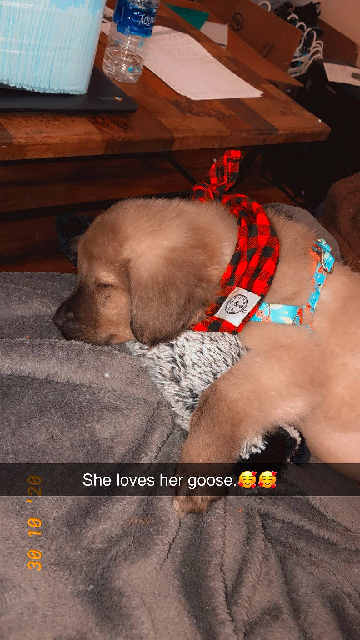 Scarlett Rose is registered to the contest to win money with this photo: canidae, carnivore, dog, dog_breed, fawn, photo_caption, snout, sporting_group, vizsla, weimaraner