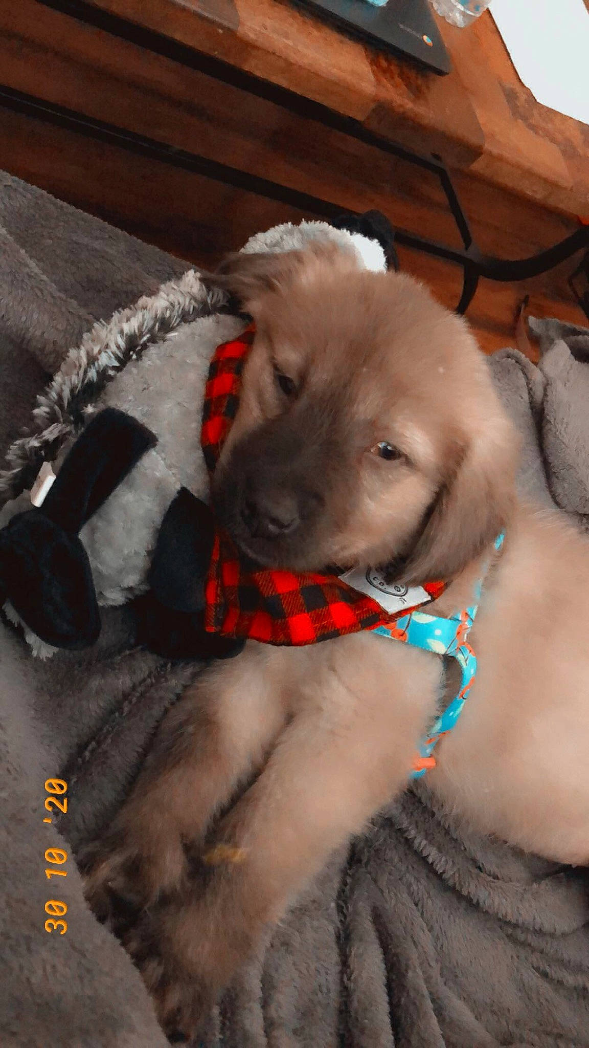 Scarlett Rose is registered to the contest to win money with this photo: canidae, carnivore, dog, dog_breed, fawn, labrador_retriever, puppy, retriever, snout, sporting_group, weimaraner