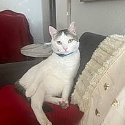 Garbanzo is registered to the contest to win money with this photo: cat, feline, pet, indoor, couch, blanket, red_cushion, fur, collar, relaxed, home, furniture, cozy, seated, white_fur, gray_fur, pink_nose, yellow_eyes, domestic_animal, portrait