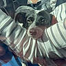 Bandit is registered to the contest to win money with this photo: animal, arm, black_and_white, car, closeup, comfort, companion, cozy, dog, human_arm, indoor, passenger, pet, relaxed, resting, seatbelt, small_dog, striped_sweater, sunlight, window