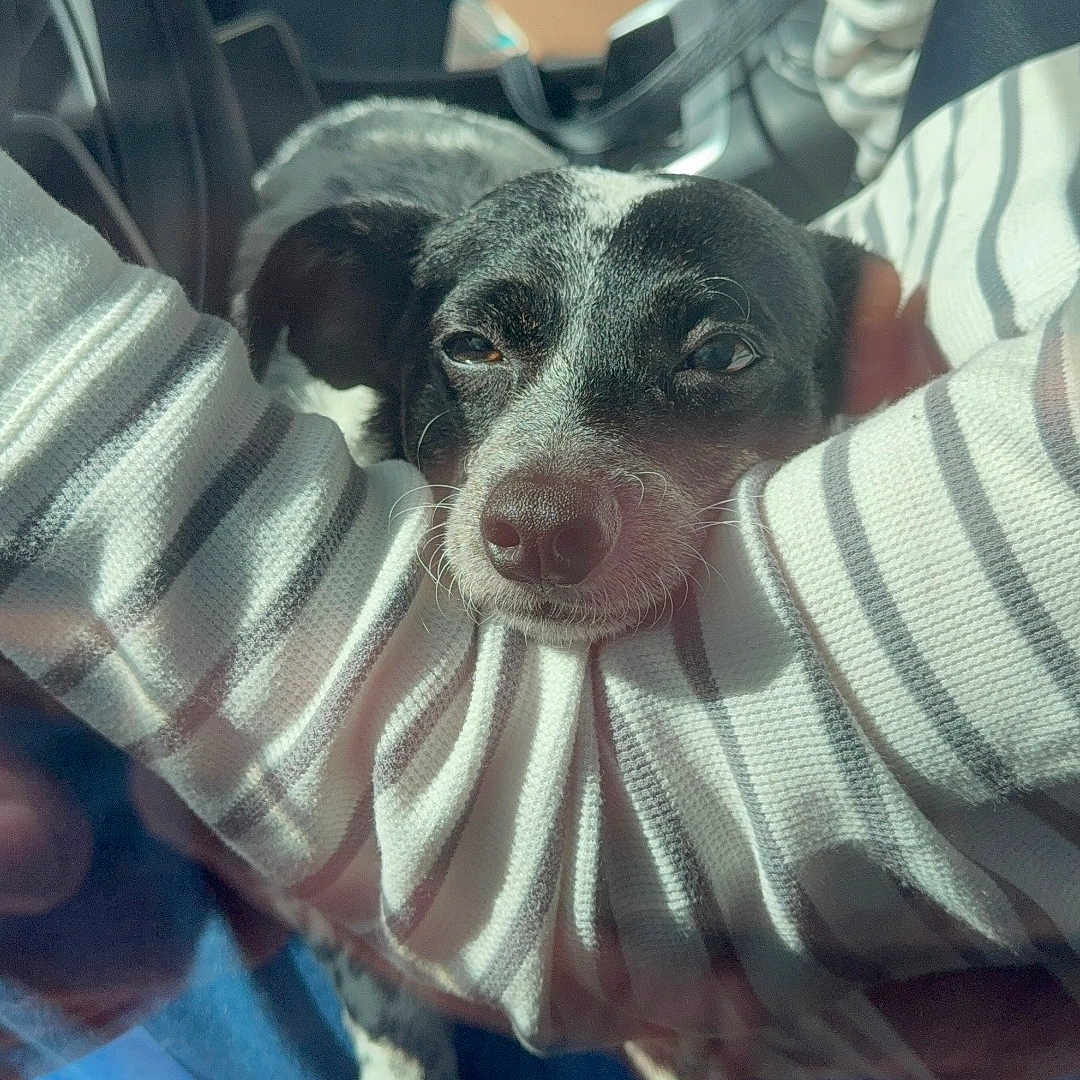 Bandit