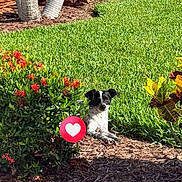 Bandit joined the competition — help win amazing prizes! bushes, daytime, dog, flowers, garden, grass, greenery, instagram_story, landscape, love_icon, mulch, nature, outdoor, palm_trees, pet, phone_screenshot, relaxing, small_dog, social_media, sunlight