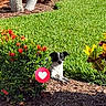 bushes, daytime, dog, flowers, garden, grass, greenery, instagram_story, landscape, love_icon, mulch, nature, outdoor, palm_trees, pet, phone_screenshot, relaxing, small_dog, social_media, sunlight