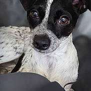 Bandit joined the competition — help win amazing prizes! dog, black_and_white, close_up, pet, animal, canine, portrait, resting, cute, fur, ears, eyes, snout, indoor, domestic_animal, whiskers, laying, looking, calm, curious