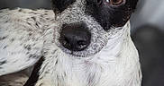 Bandit joined the competition — help win amazing prizes! animal, black_and_white, calm, canine, close_up, curious, cute, dog, domestic_animal, ears, eyes, fur, indoor, laying, looking, pet, portrait, resting, snout, whiskers