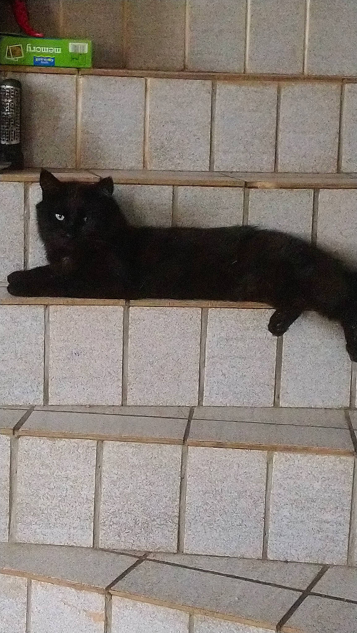 Sherkan participe au concours pour gagner de l'argent avec cette photo : black, black_cat, bombay, carnivore, cat, domestic_short_haired_cat, felidae, flooring, kitten, small_to_medium_sized_cats, tail, tile, whiskers