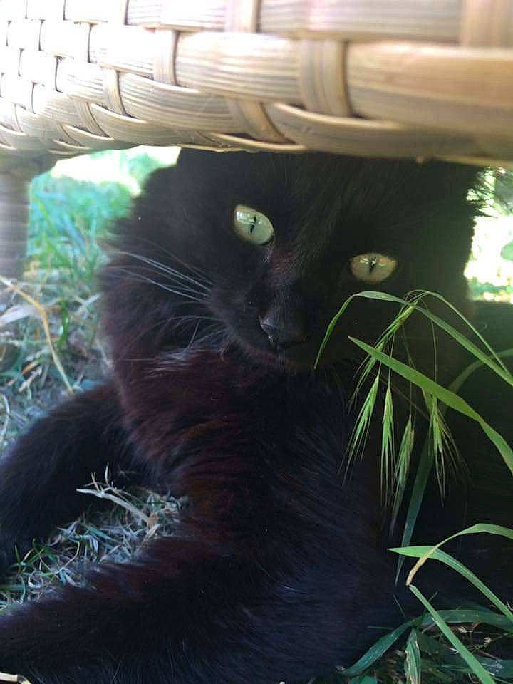 Sherkan a rejoint le concours — aidez-le/la à gagner de superbes lots ! black_cat, botany, carnivore, cat, eye, felidae, fur, grass, norwegian_forest_cat, organism, plant, small_to_medium_sized_cats, snout, sunlight, tree, whiskers