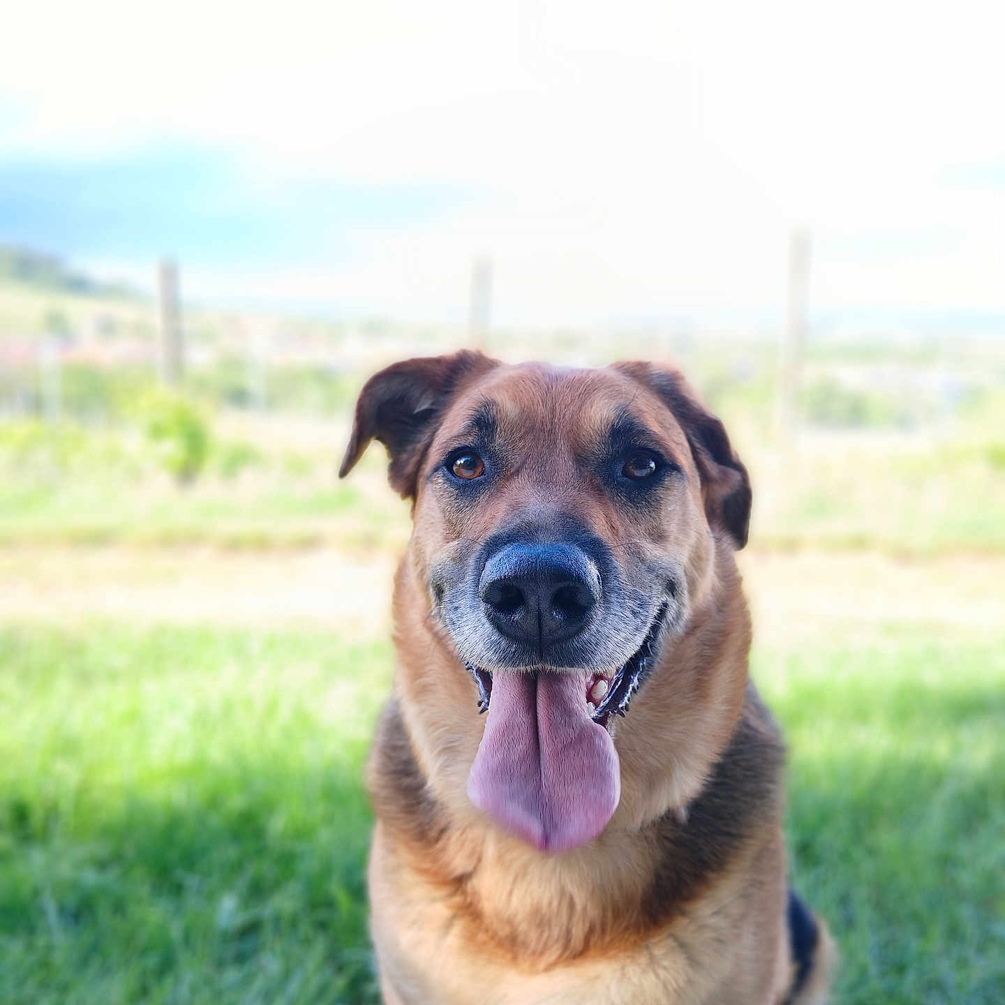 Rosita