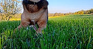 Rosita a rejoint le concours — aidez-le/la à gagner de superbes lots ! animal, blue_sky, canine, collar, daytime, dog, field, grass, greenery, happy, landscape, nature, outdoor, pet, playful, relaxing, smiling, sunlight, tongue_out, tree