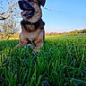 animal, blue_sky, canine, collar, daytime, dog, field, grass, greenery, happy, landscape, nature, outdoor, pet, playful, relaxing, smiling, sunlight, tongue_out, tree