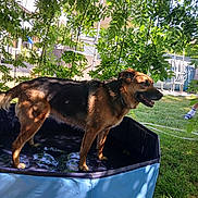 Rosita participe au concours pour gagner de l'argent avec cette photo : animal, backyard, canine, dog, fun, garden, german_shepherd, grass, leaves, nature, outdoor, pet, play, pool, relaxation, shade, summer, sunlight, tree, water