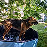 animal, backyard, canine, dog, fun, garden, german_shepherd, grass, leaves, nature, outdoor, pet, play, pool, relaxation, shade, summer, sunlight, tree, water