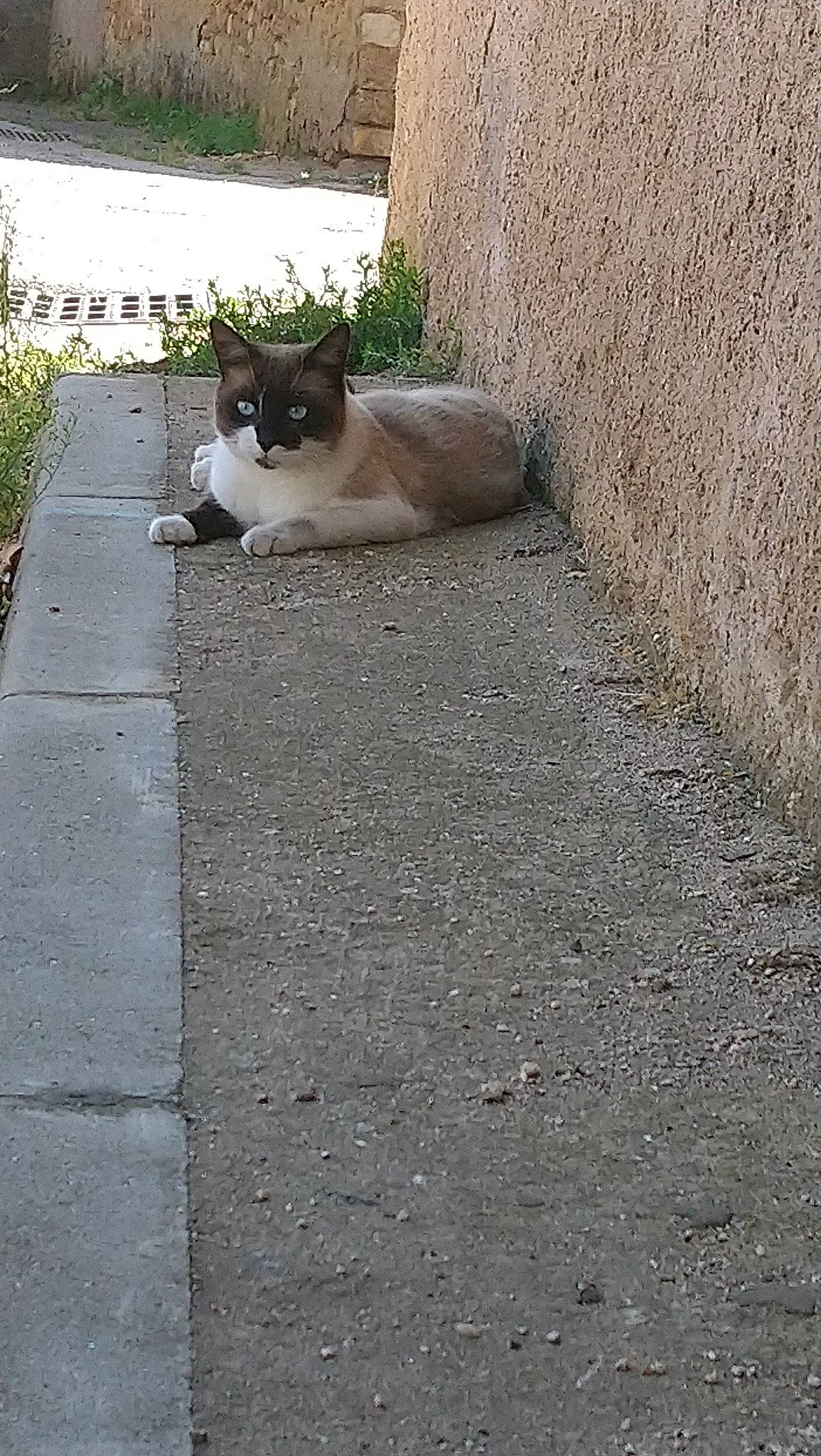 O'Malley a rejoint le concours — aidez-le/la à gagner de superbes lots ! aegean_cat, burmese, carnivore, cat, domestic_short_haired_cat, european_shorthair, fawn, felidae, grass, polydactyl_cat, road, road_surface, sand, siamese, small_to_medium_sized_cats, snout, snowshoe, tail, thai, whiskers