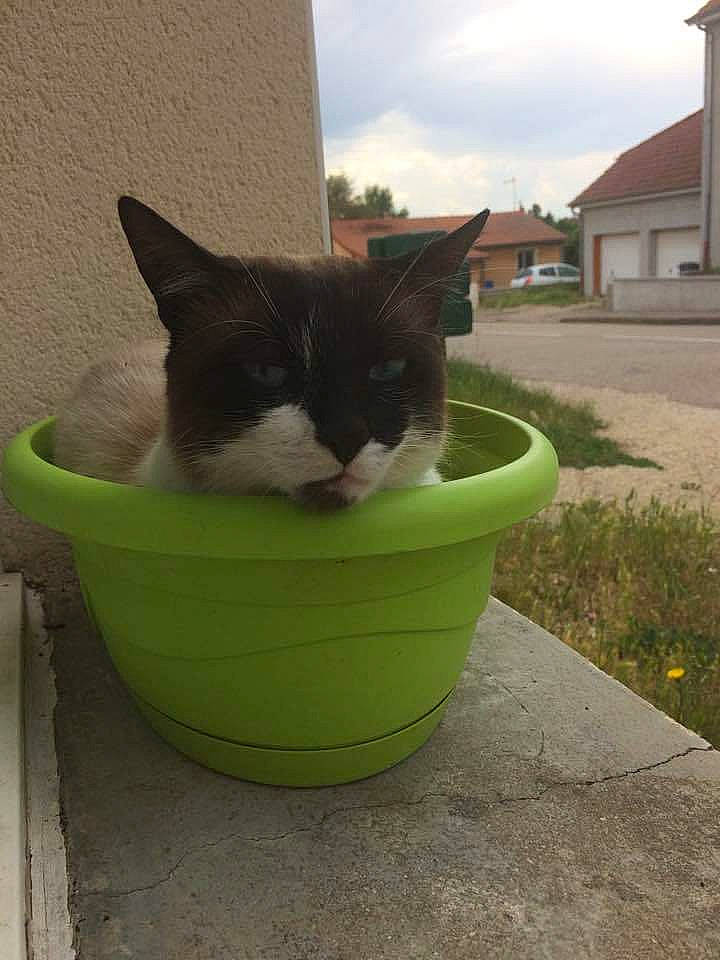 O'Malley participe au concours pour gagner de l'argent avec cette photo : aegean_cat, bucket, carnivore, cat, cat_supply, domestic_short_haired_cat, european_shorthair, felidae, flowerpot, grass, green, kitten, litter_box, polydactyl_cat, small_to_medium_sized_cats, tail, wheelbarrow, whiskers