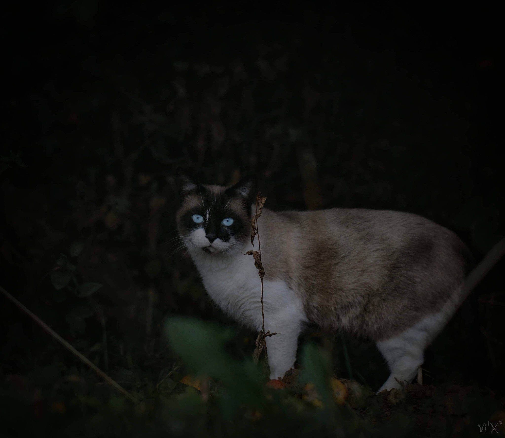 O'Malley