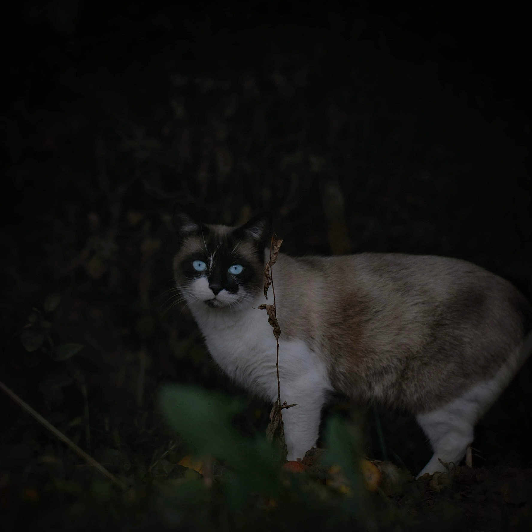 O'Malley