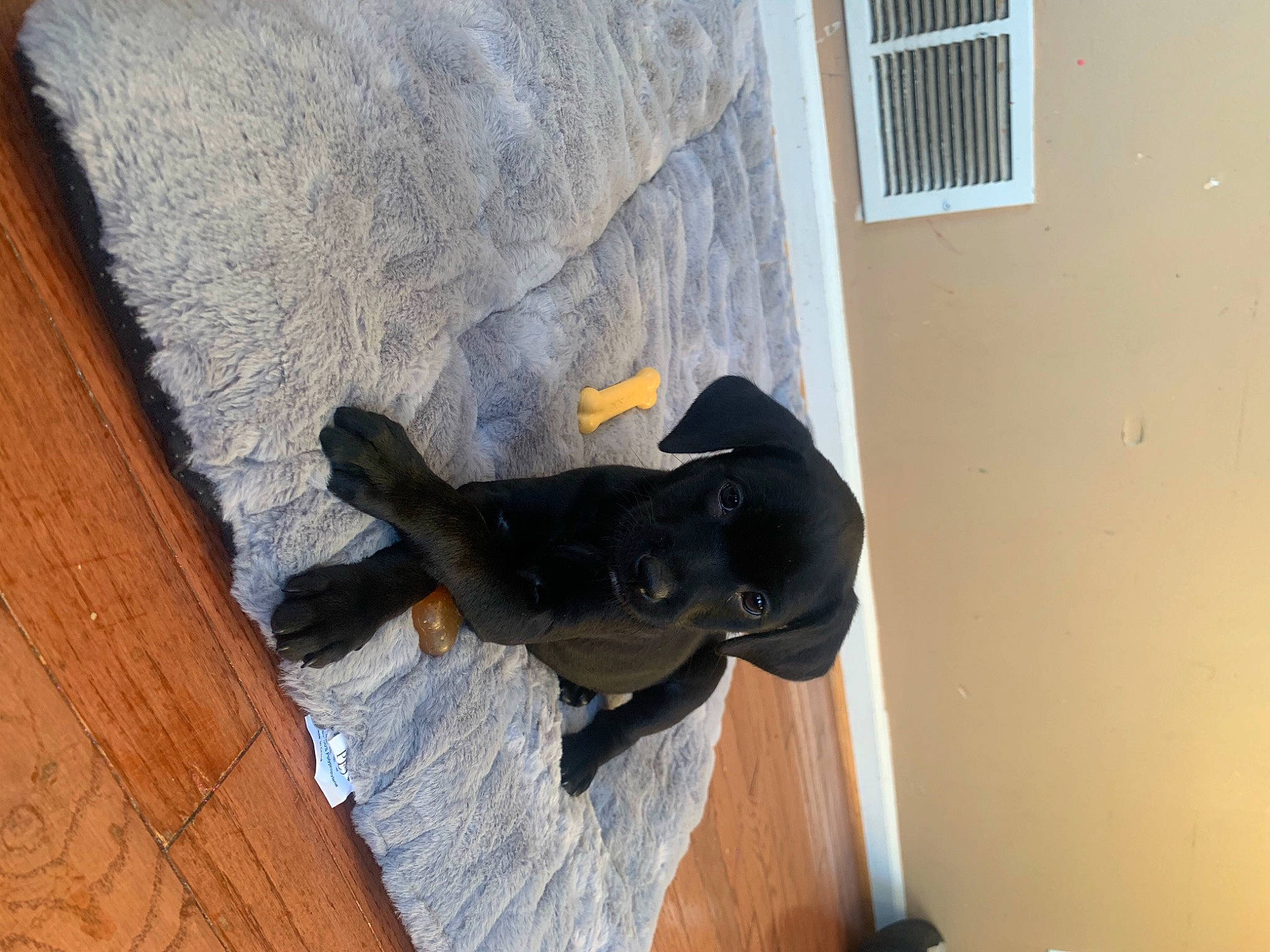 Kemba joined the competition — help win amazing prizes! canidae, dog_breed, guard_dog, sporting_group, tail