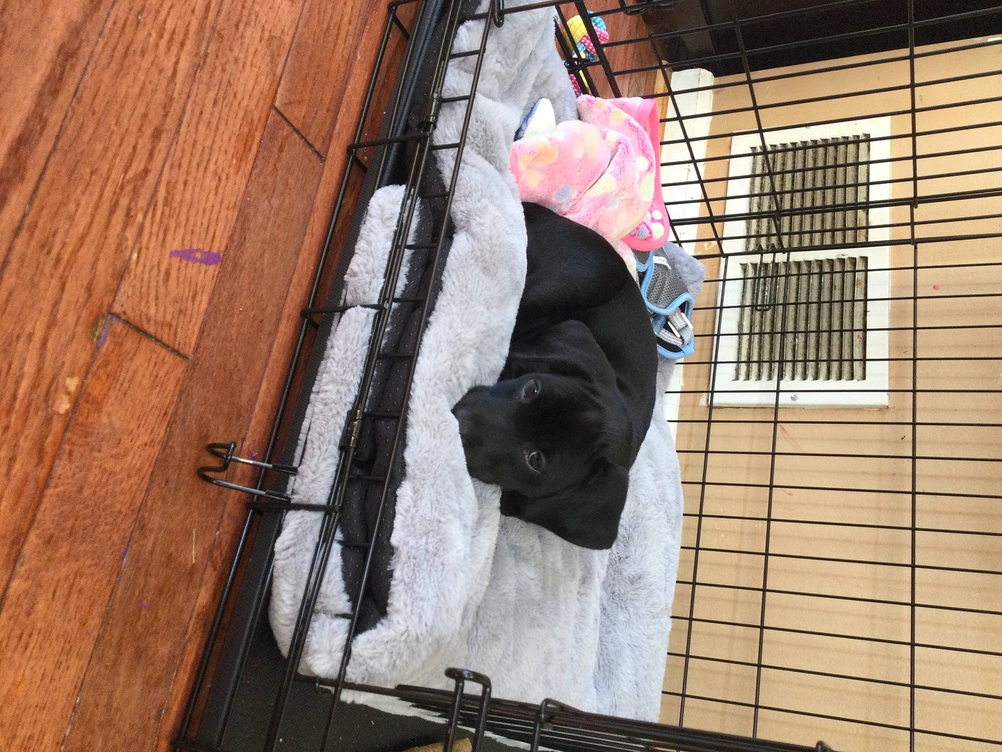 Kemba is registered to the contest to win money with this photo: non_sporting_group