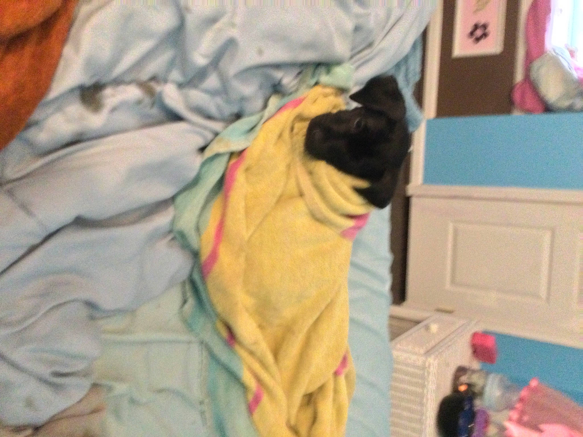 Kemba is registered to the contest to win money with this photo: canidae, carnivore, companion_dog, dog, dog_breed, fawn, jacket, pug, t_shirt, toy_dog