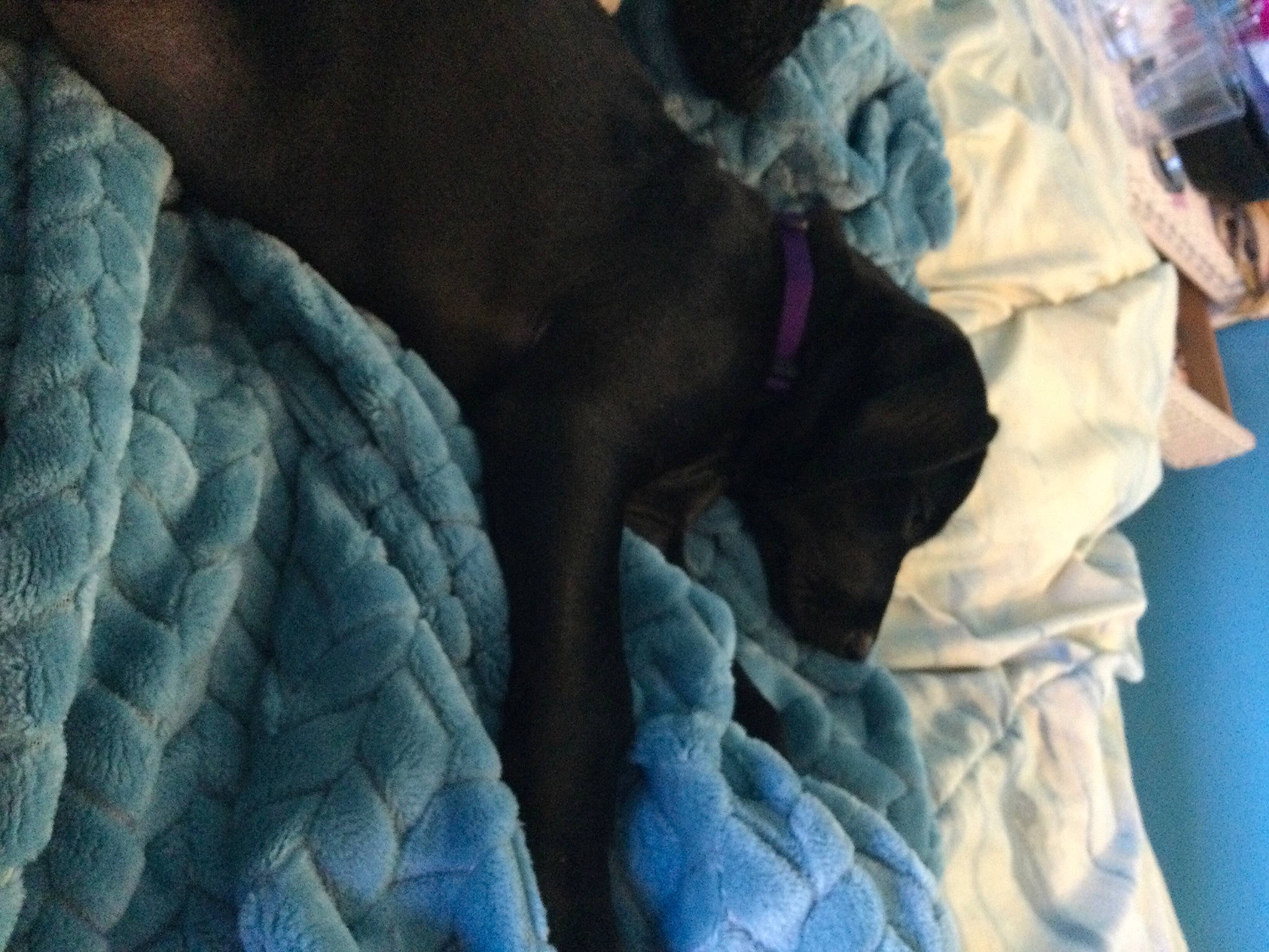 Kemba joined the competition — help win amazing prizes! canidae, sporting_group