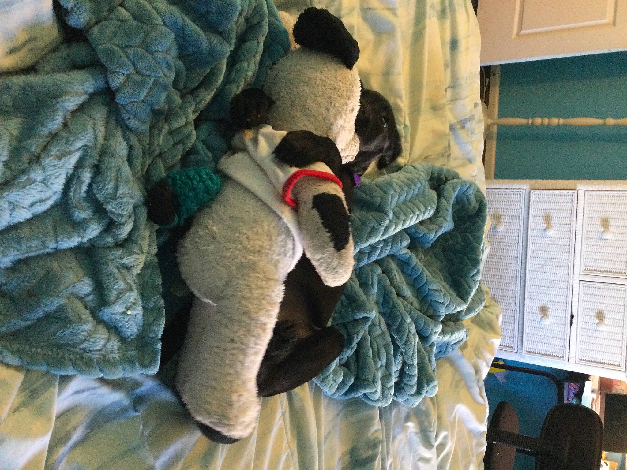 Kemba joined the competition — help win amazing prizes! fur, linens, plush, room, stuffed_toy, teddy_bear, toy, wool