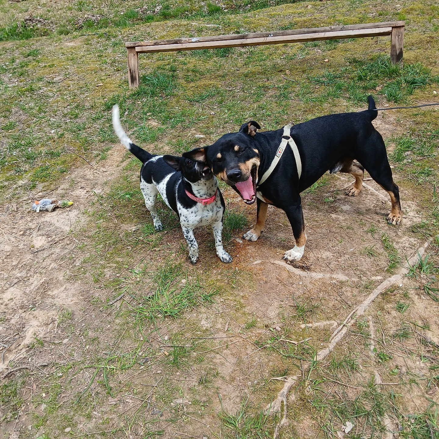 Cash is registered to the contest to win money with this photo: accessories, animal, ball, bench, canine, dog, furniture, grass, hound, nature, outdoors, park, pet, plant, puppy, soil, sport, strap, tennis, tennisball