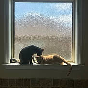 Kleo And Rocky joined the competition — help win amazing prizes! cat, cats, window, windowsill, sunlight, indoor, pet, feline, grooming, orange_cat, gray_cat, tail, quiet, cozy, home, mellow, texture, glass, silhouette, affection