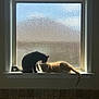 cat, cats, window, windowsill, sunlight, indoor, pet, feline, grooming, orange_cat, gray_cat, tail, quiet, cozy, home, mellow, texture, glass, silhouette, affection