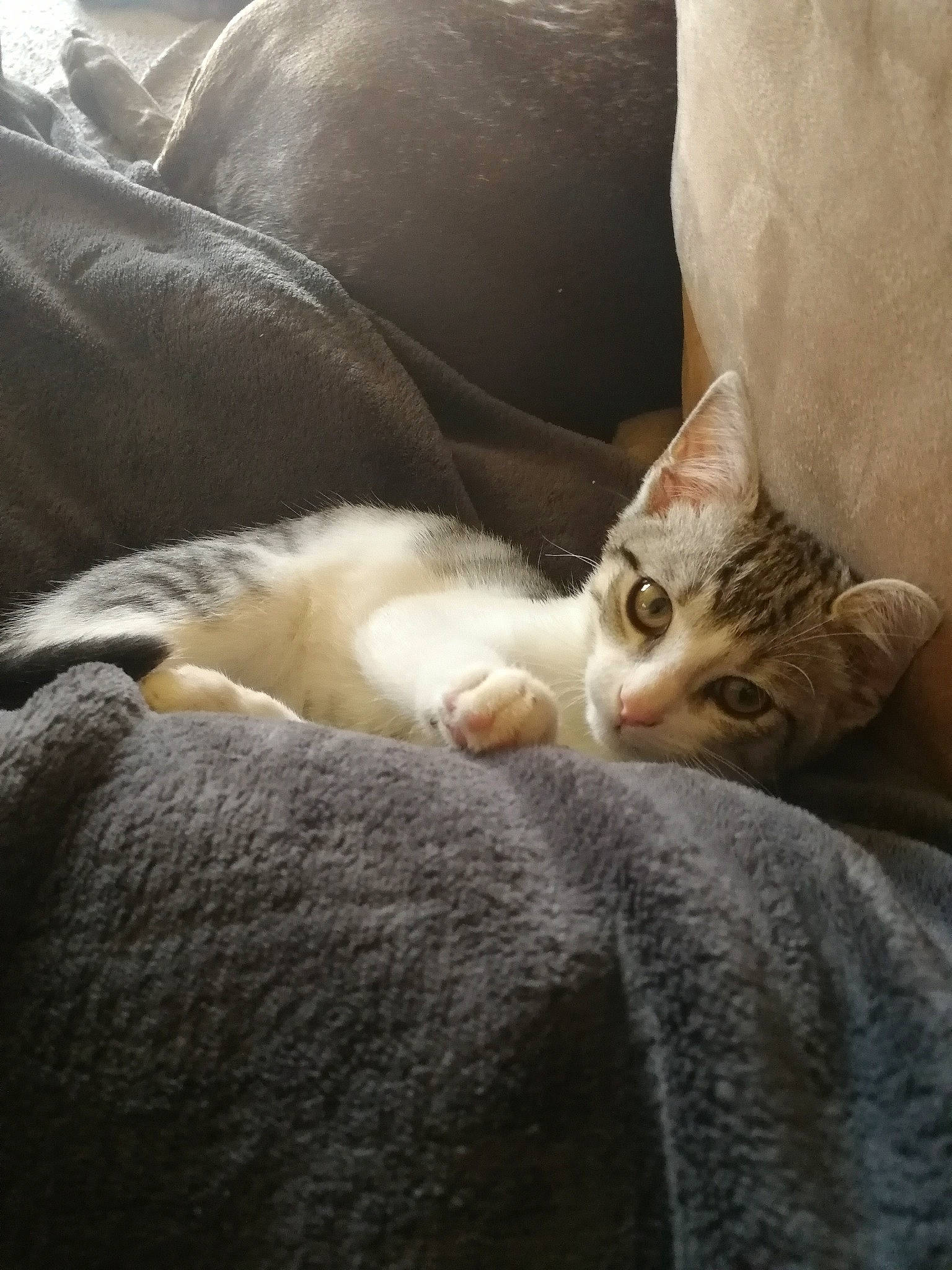 Jake a rejoint le concours — aidez-le/la à gagner de superbes lots ! aegean_cat, asian, burmilla, carnivore, cat, domestic_short_haired_cat, european_shorthair, fawn, felidae, fur, kitten, singapura, small_to_medium_sized_cats, tabby_cat, whiskers