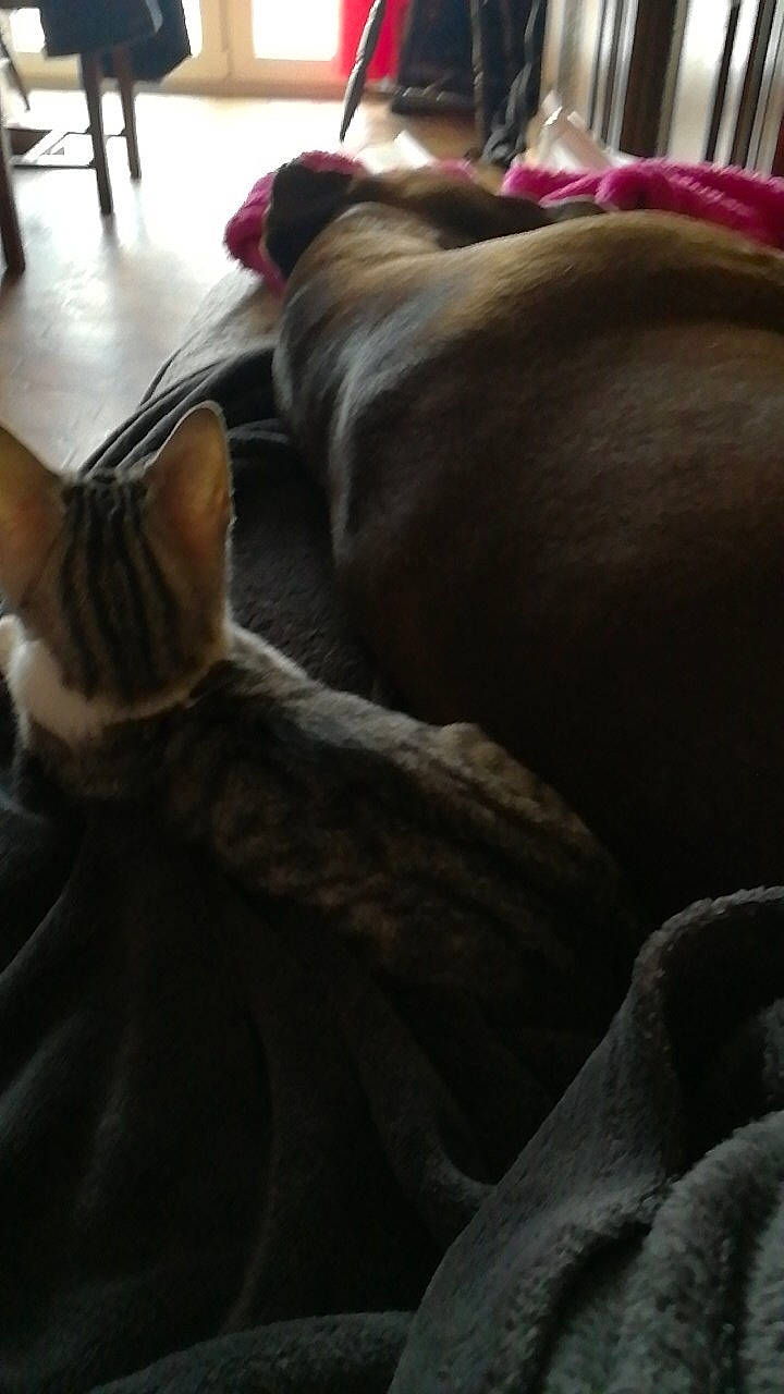 Jake a rejoint le concours — aidez-le/la à gagner de superbes lots ! canidae, carnivore, cat, comfort, companion_dog, couch, fawn, felidae, furniture, nap, non_sporting_group, small_to_medium_sized_cats, sporting_group, whiskers