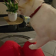 Rocky participe au concours pour gagner de l'argent avec cette photo : cat, white_cat, red_collar, indoor, plant, houseplant, table, lap, red_clothing, tile_floor, furniture, domestic, pet, animal, side_view, blurred, curious, candid, home, person