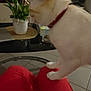 cat, white_cat, red_collar, indoor, plant, houseplant, table, lap, red_clothing, tile_floor, furniture, domestic, pet, animal, side_view, blurred, curious, candid, home, person