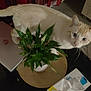 cat, indoor, plant, potted_plant, laptop, tissue_box, ashtray, cigarette_butts, table, curtains, cream_colored_cat, pet, curious, walking, household_items, furniture, domestic, eyes, whiskers, floor