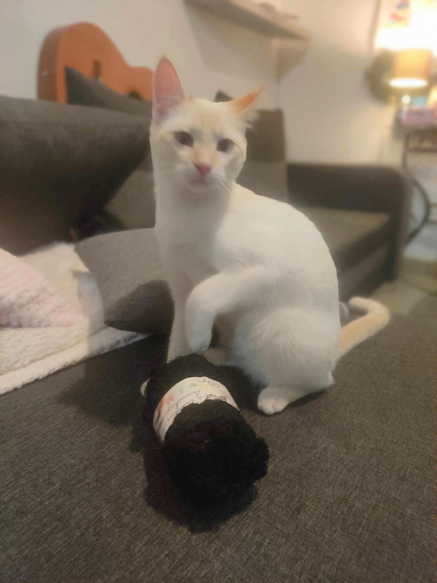 Laïka a rejoint le concours — aidez-le/la à gagner de superbes lots ! cat, white_cat, yarn, ball_of_yarn, couch, gray_couch, indoor, pet, feline, animal, paw, furniture, home, cozy, soft_lighting, toy, curious, sitting, relaxed, domestic