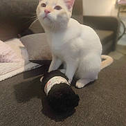 Laïka a rejoint le concours — aidez-le/la à gagner de superbes lots ! cat, white_cat, pet, indoor, couch, furniture, knitted_item, curious, soft_focus, cozy, living_room, domestic, animal, whiskers, ears, tail, sitting, feline, home, relaxed