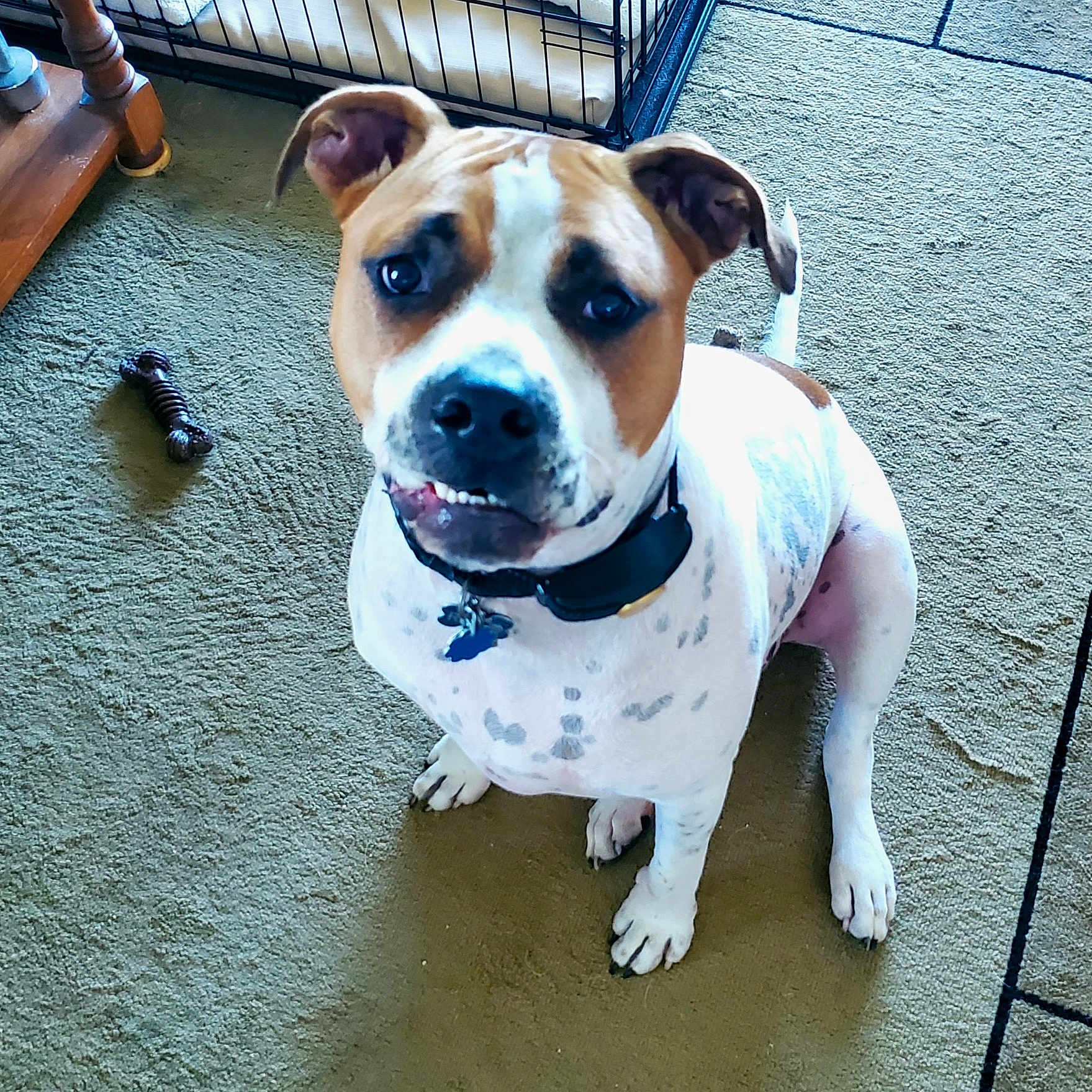 Reese is registered to the contest to win money with this photo: accessories, animal, ball, boxer, bulldog, canine, den, dog, frenchbulldog, hound, indoors, machine, pet, pitbull, puppy, screw, sport, strap, tennis, tennisball