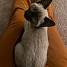 Nova joined the competition — help win amazing prizes! animal, blue_eyes, carpet, cat, close_up, companion, cozy, curious, cute, domestic, fur, indoor, lap, looking_up, orange_pants, person, pet, siamese_cat, sitting, whiskers