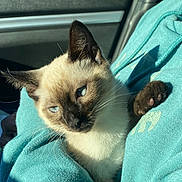 Nova joined the competition — help win amazing prizes! blue_eyes, car_interior, cat, closeup, clothing, comfort, cuddle, ears, fur, kitten, paw, person, pet, seat, shadow, siamese, sunlight, sweatshirt, turquoise, whiskers