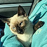 blue_eyes, car_interior, cat, closeup, clothing, comfort, cuddle, ears, fur, kitten, paw, person, pet, seat, shadow, siamese, sunlight, sweatshirt, turquoise, whiskers