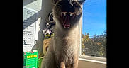 Nova joined the competition — help win amazing prizes! animal, blue_sky, cat, cute, daylight, domestic, feline, indoor, notes, pet, plush_toys, shadow, sharp_teeth, siamese_cat, sunlight, table, whiskers, whiteboard, window, yawning
